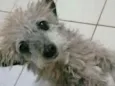 Belinha