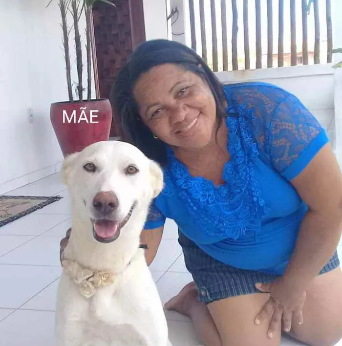 Cachorro ra a Srd idade 6 ou mais anos nome India