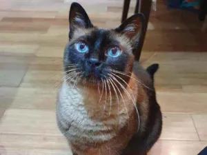 Gato raça Sem raça definida idade 6 ou mais anos nome Joey