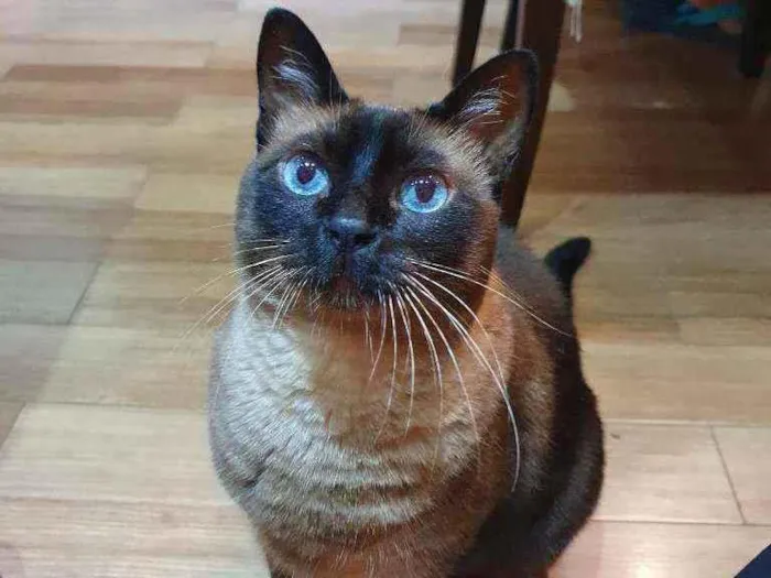 Gato ra a Sem raça definida idade 6 ou mais anos nome Joey