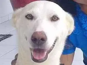 Cachorro ra a Srd idade 6 ou mais anos nome India