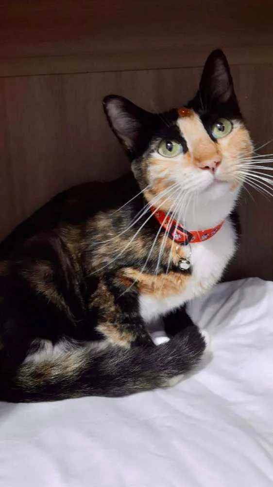 Gato raça SRD  idade Abaixo de 2 meses nome Diversos gatinhos 