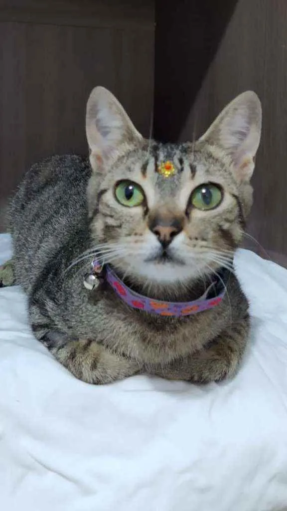 Gato raça SRD  idade Abaixo de 2 meses nome Diversos gatinhos 