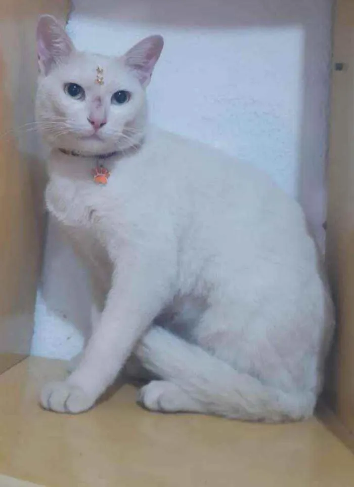 Gato raça SRD  idade Abaixo de 2 meses nome Diversos gatinhos 