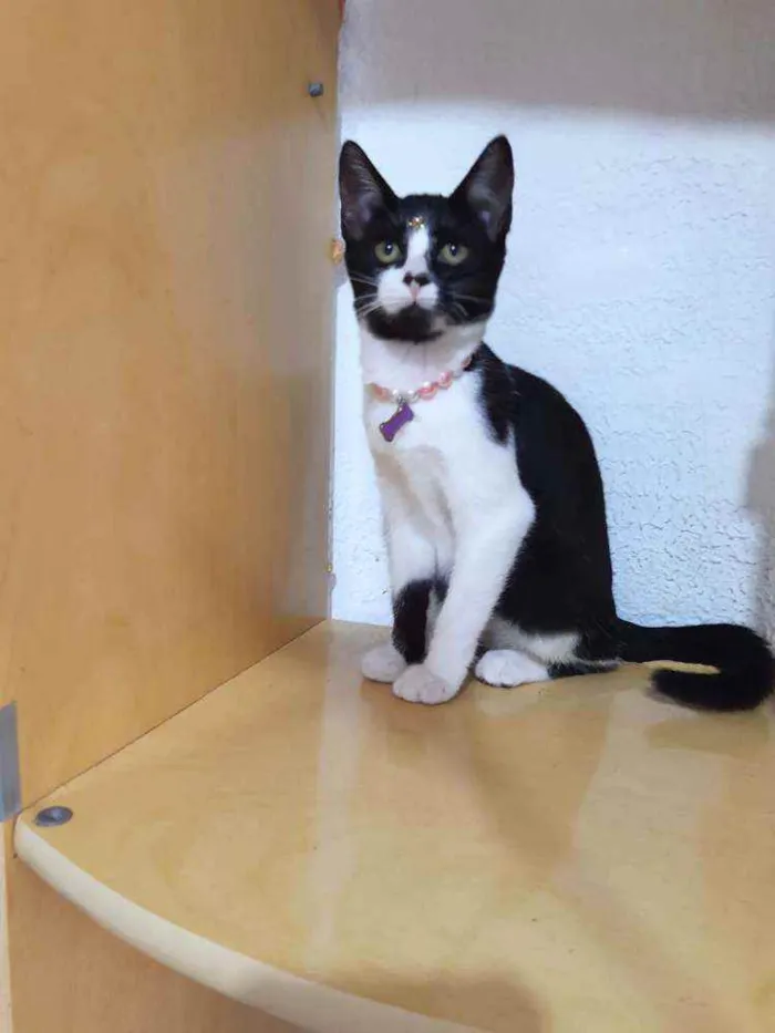 Gato raça SRD  idade Abaixo de 2 meses nome Diversos gatinhos 