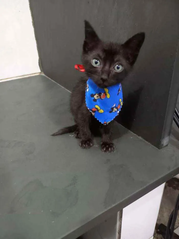 Gato raça SRD  idade Abaixo de 2 meses nome Diversos gatinhos 