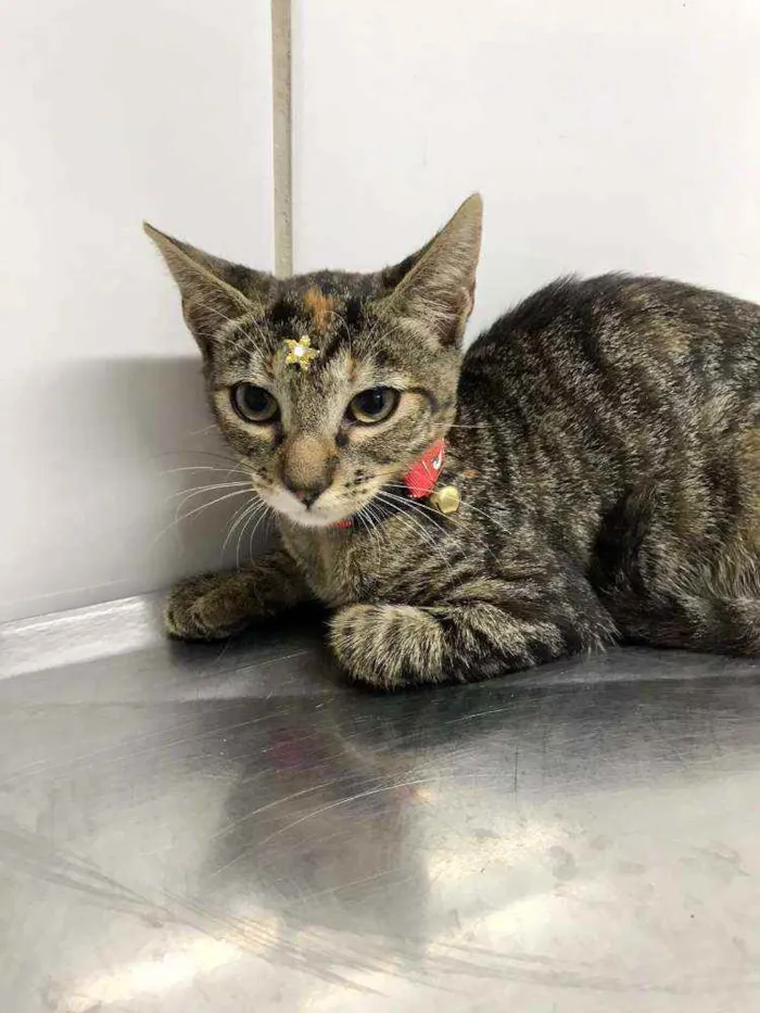 Gato raça SRD  idade Abaixo de 2 meses nome Diversos gatinhos 