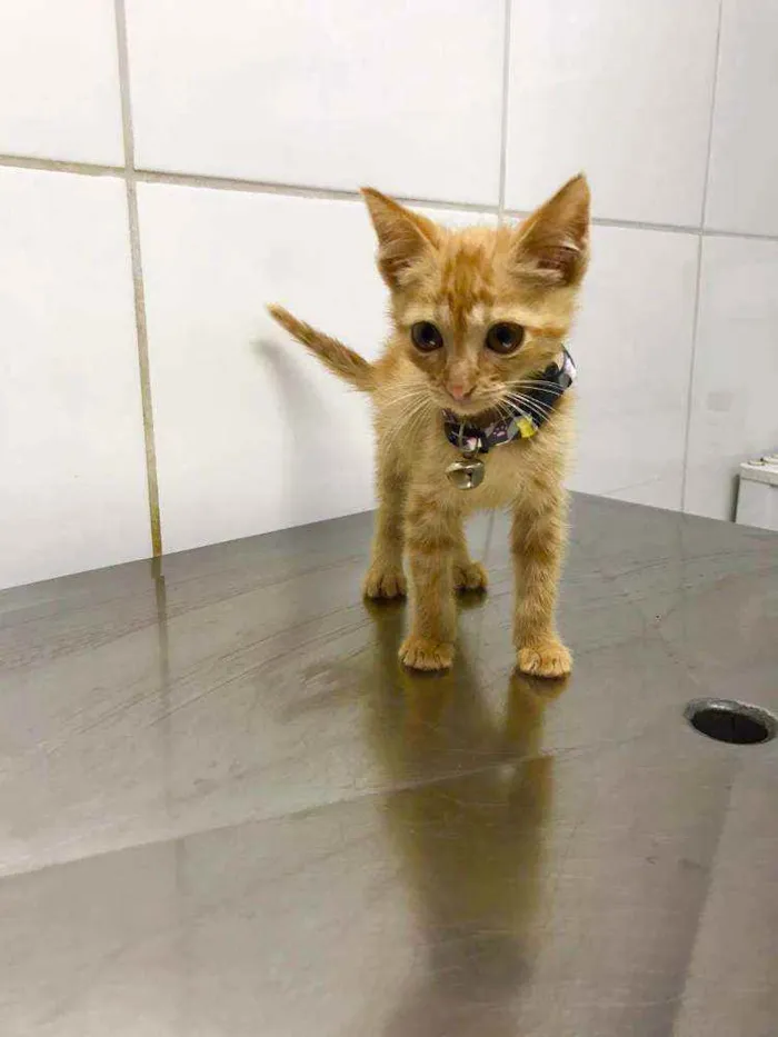Gato raça SRD  idade Abaixo de 2 meses nome Diversos gatinhos 