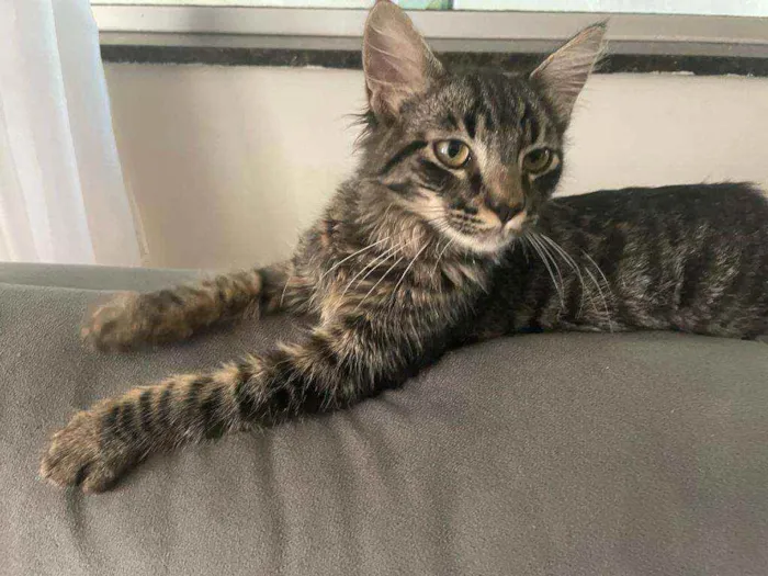 Gato ra a Nao sei idade 7 a 11 meses nome Sem nome