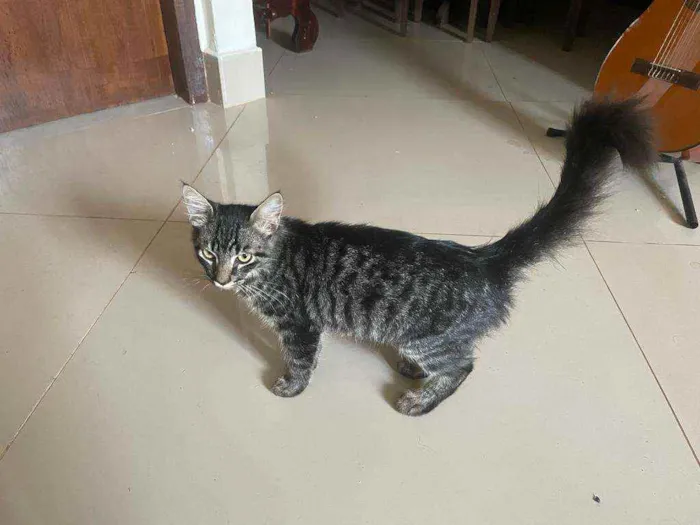 Gato ra a Nao sei idade 7 a 11 meses nome Sem nome
