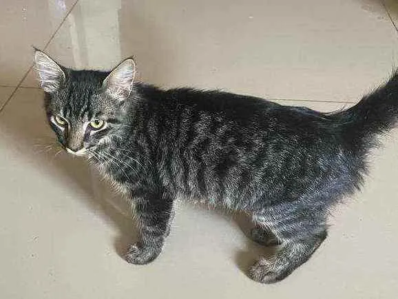 Gato ra a Nao sei idade 7 a 11 meses nome Sem nome