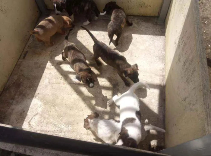 Cachorro raça Cimarrón com Border Collie. idade Abaixo de 2 meses nome Filhotes de cachorro