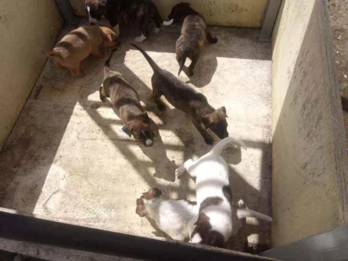 Cachorro raça Cimarrón com Border Collie. idade Abaixo de 2 meses nome Filhotes de cachorro