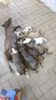 Filhotes de cachorro