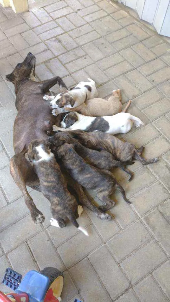 Cachorro raça Cimarrón com Border Collie. idade Abaixo de 2 meses nome Filhotes de cachorro