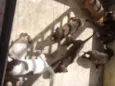 Filhotes de cachorro