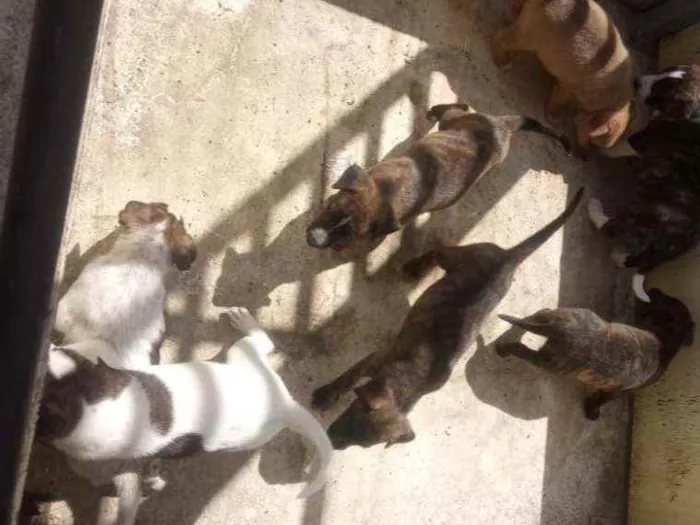Cachorro raça Cimarrón com Border Collie. idade Abaixo de 2 meses nome Filhotes de cachorro
