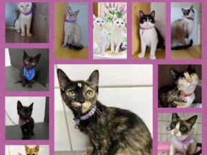 Gato raça SRD  idade Abaixo de 2 meses nome Diversos gatinhos 