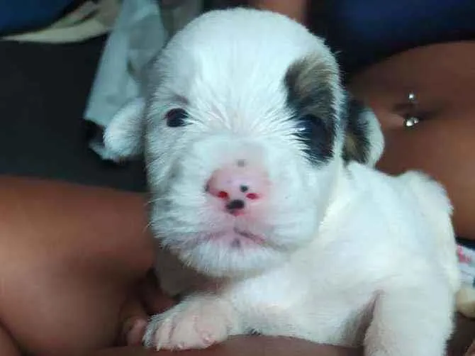 Cachorro ra a Poodle  idade Abaixo de 2 meses nome Pirata, laureta, max