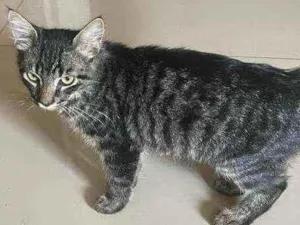 Gato raça Nao sei idade 7 a 11 meses nome Sem nome