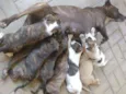 Filhotes de cachorro