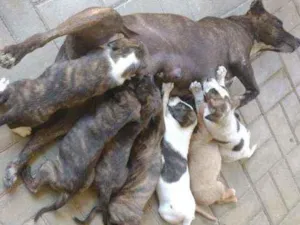 Cachorro raça Cimarrón com Border Collie. idade Abaixo de 2 meses nome Filhotes de cachorro