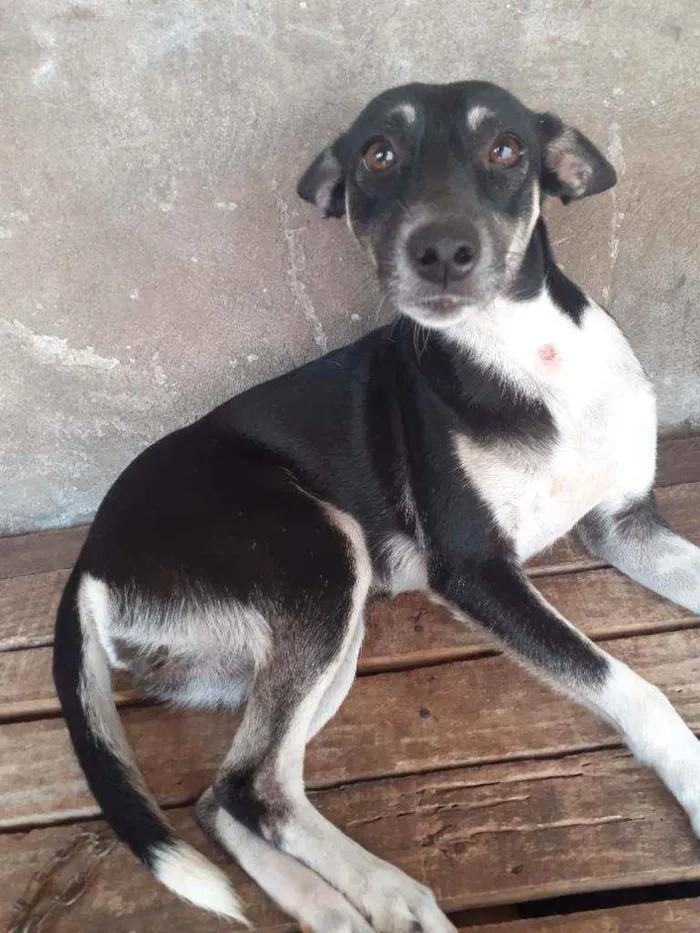 Cachorro raça Pinscher  idade 7 a 11 meses nome Luna