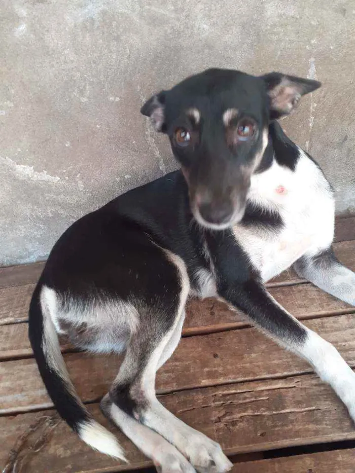 Cachorro raça Pinscher  idade 7 a 11 meses nome Luna