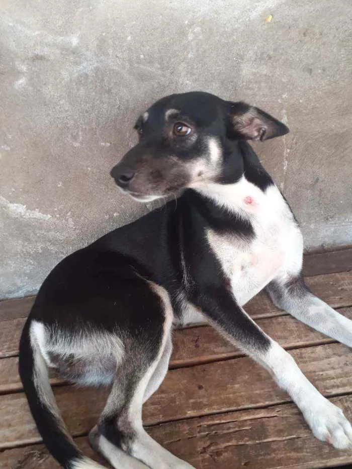 Cachorro raça Pinscher  idade 7 a 11 meses nome Luna