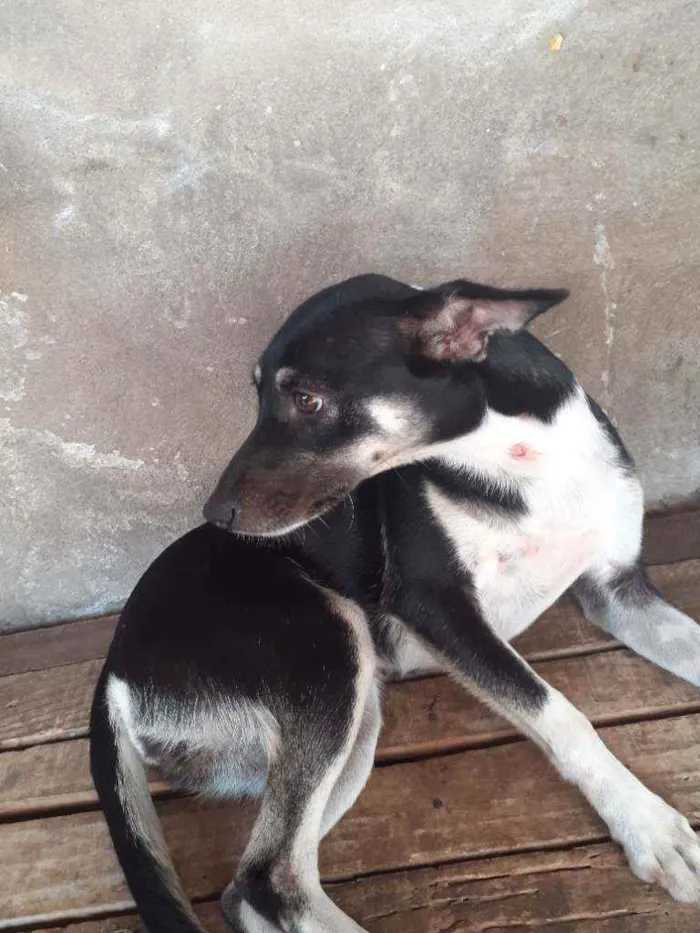 Cachorro raça Pinscher  idade 7 a 11 meses nome Luna