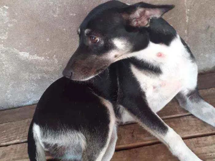 Cachorro raça Pinscher  idade 7 a 11 meses nome Luna