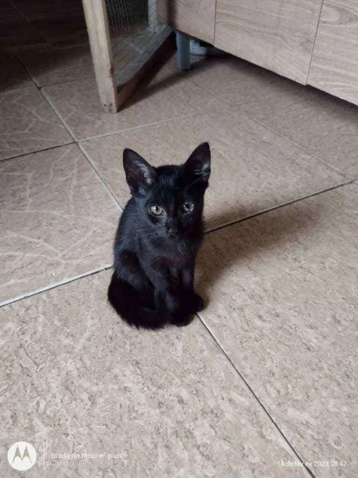 Gato ra a  idade 2 a 6 meses nome Simas