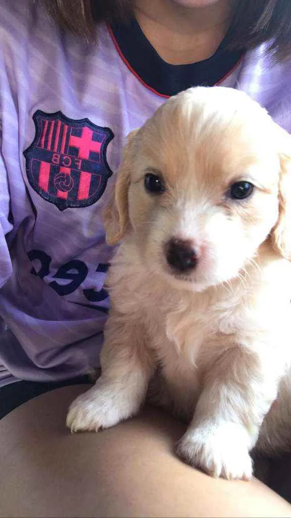 Cachorro ra a - idade Abaixo de 2 meses nome Belinha