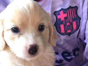Cachorro raça - idade Abaixo de 2 meses nome Belinha