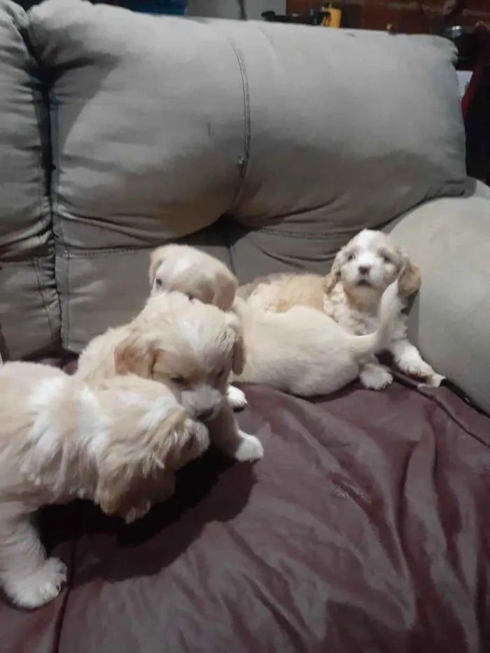 Cachorro ra a - idade Abaixo de 2 meses nome Belinha
