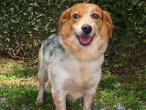Cachorro raça SRD idade 4 anos nome Lila