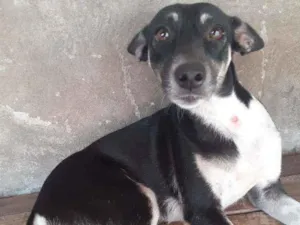 Cachorro raça Pinscher  idade 7 a 11 meses nome Luna