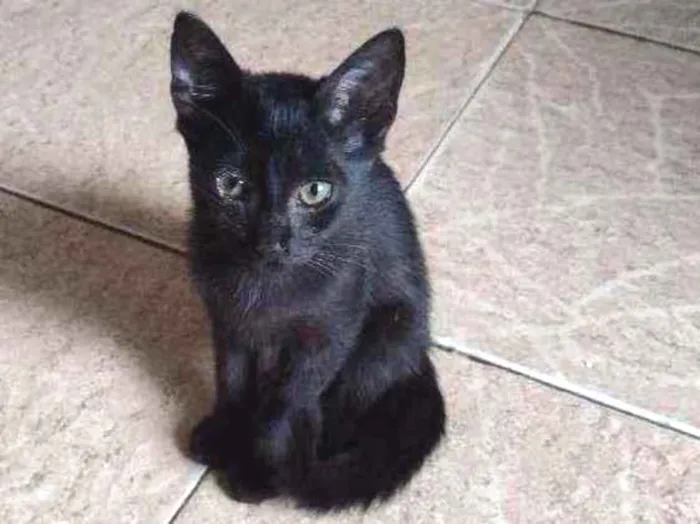 Gato ra a  idade 2 a 6 meses nome Simas