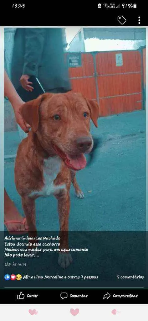 Cachorro ra a Vira-lata idade 3 anos nome Mel 