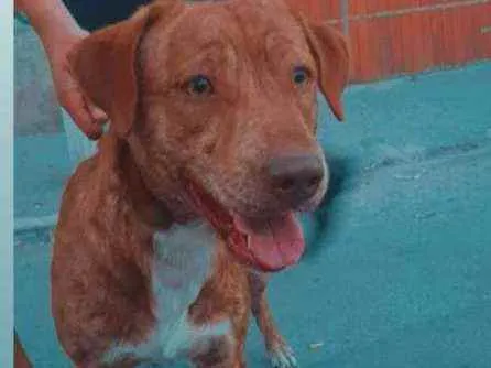 Cachorro ra a Vira-lata idade 3 anos nome Mel 