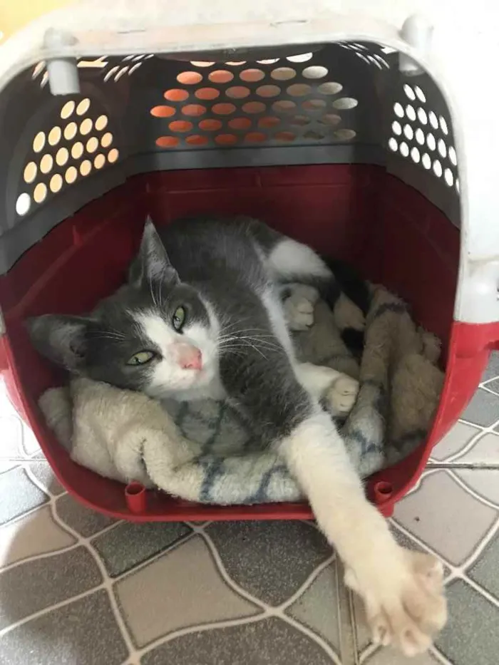 Gato ra a Nenhuma idade 2 a 6 meses nome Tina