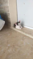 Filhotes para adoção