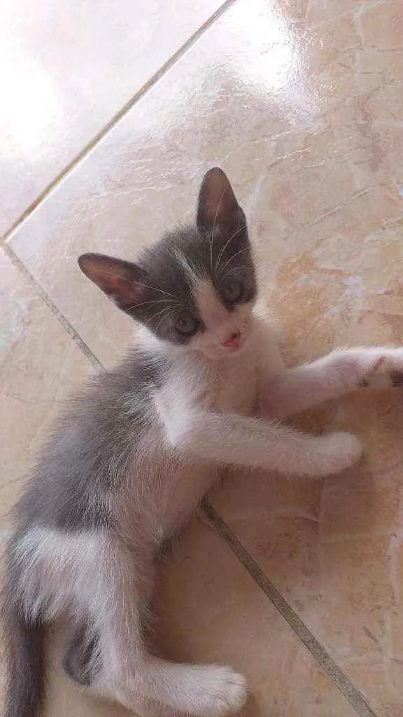 Gato ra a Desconhecida  idade Abaixo de 2 meses nome Filhotes para adoção