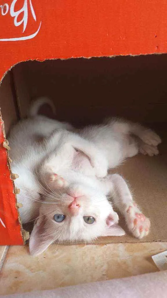 Gato ra a Desconhecida  idade Abaixo de 2 meses nome Filhotes para adoção