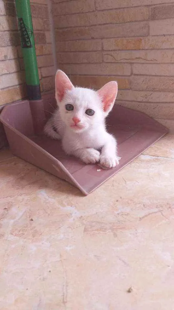 Gato ra a Desconhecida  idade Abaixo de 2 meses nome Filhotes para adoção