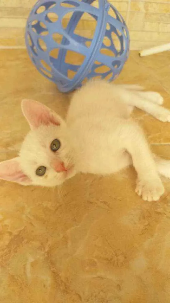 Gato ra a Desconhecida  idade Abaixo de 2 meses nome Filhotes para adoção