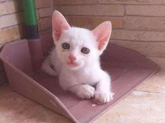 Gato ra a Desconhecida  idade Abaixo de 2 meses nome Filhotes para adoção