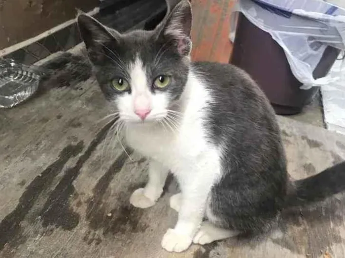 Gato ra a Nenhuma idade 2 a 6 meses nome Tina