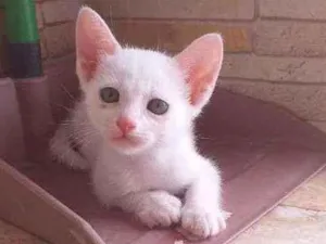 Gato raça Desconhecida  idade Abaixo de 2 meses nome Filhotes para adoção