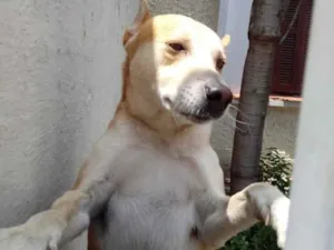 Cachorro raça Srd idade 1 ano nome Trovão bonzinho 